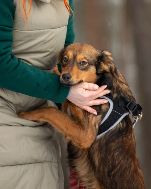 Pies do adopcji, Piła, 18 listopada 2023 (3/5)