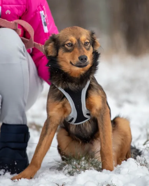 Pies do adopcji, Piła, 18 listopada 2023 (5/5)