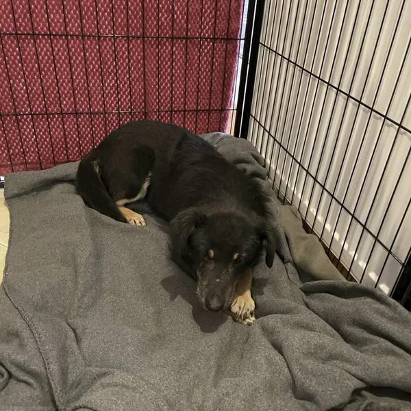 Zaginął pies, Łódź, 19 marca 2024