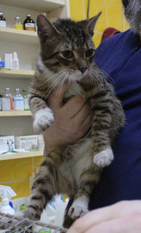 Znaleziono kota, Łódź, 19 marca 2024 (1/5)