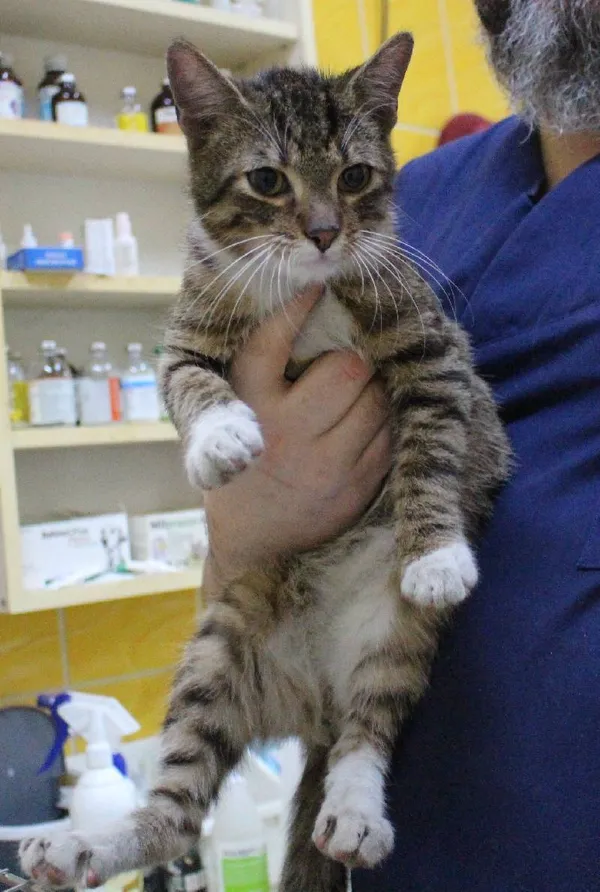 Znaleziono kota, Łódź, 19 marca 2024 (2/5)