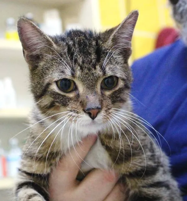 Znaleziono kota, Łódź, 19 marca 2024 (3/5)