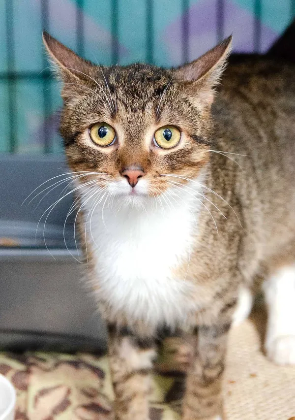 Znaleziono kota, Łódź, 19 marca 2024 (4/5)