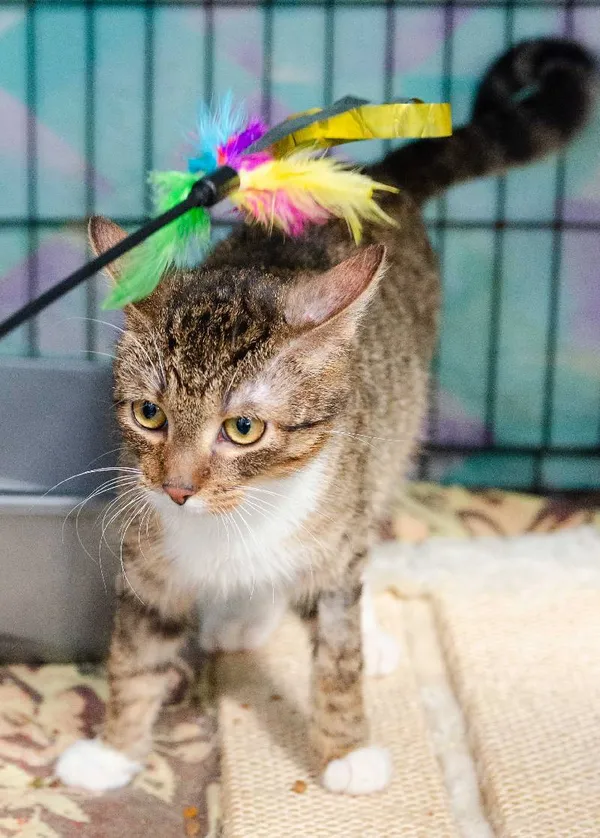 Znaleziono kota, Łódź, 19 marca 2024 (5/5)