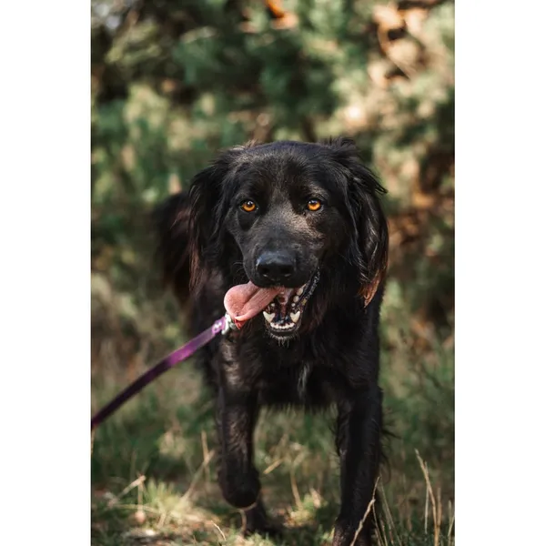 Znaleziono psa, Białystok, 15 grudnia 2023 (2/5)