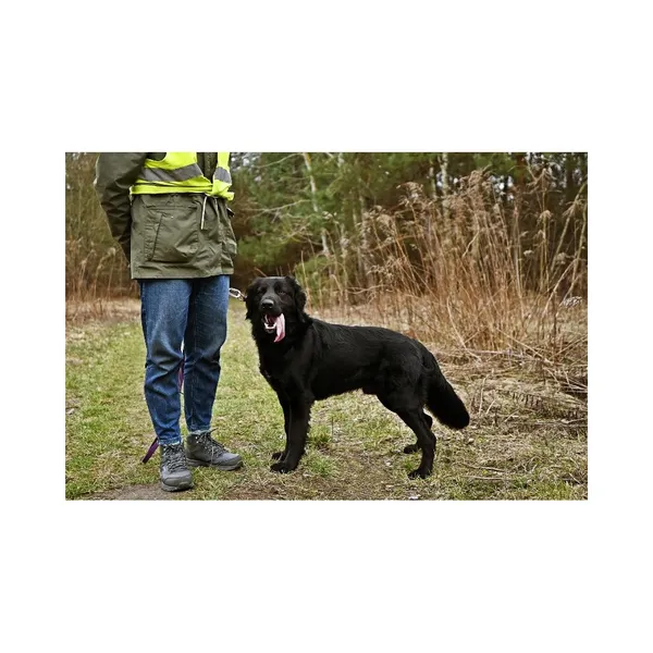 Znaleziono psa, Białystok, 15 grudnia 2023 (5/5)