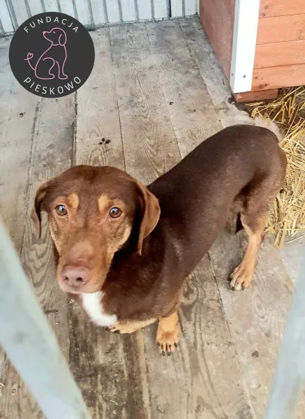 Pies do adopcji, Wolsztyn, 19 marca 2024