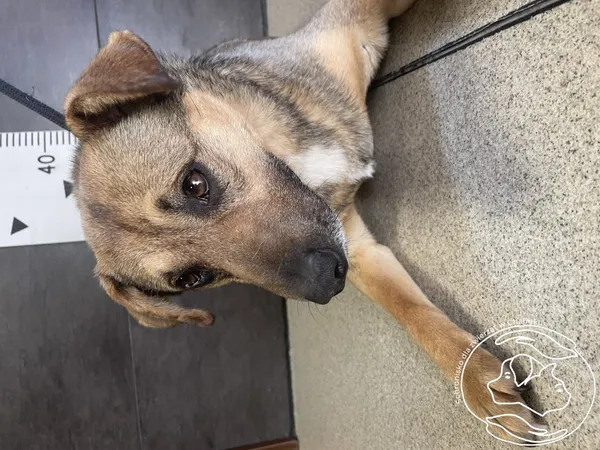 Znaleziono psa, Chełmek, 19 marca 2024