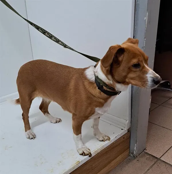 Znaleziono psa, Bytom, 5 kwietnia 2023