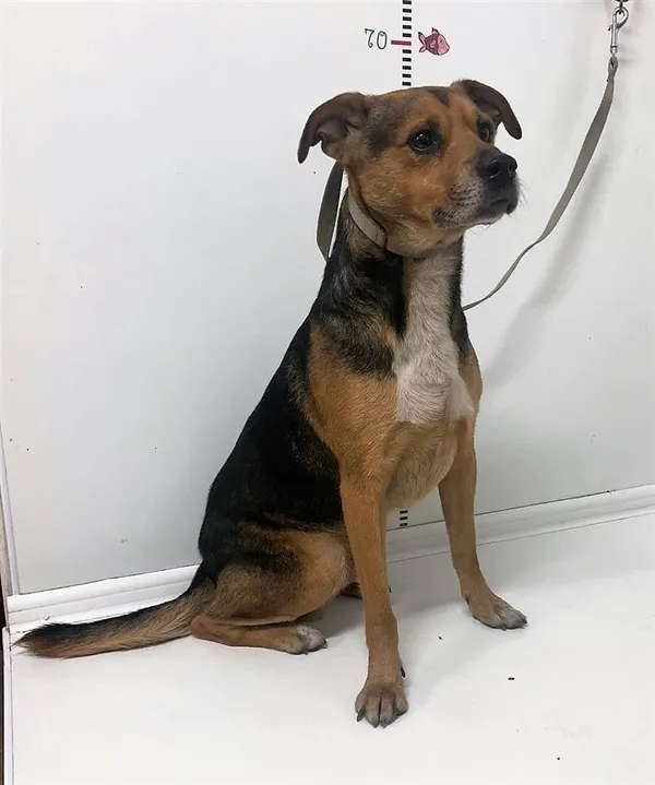 Znaleziono psa, Bytom, 6 kwietnia 2023