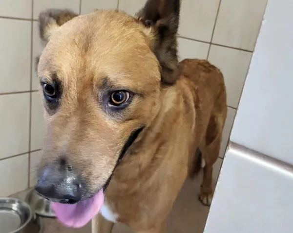 Znaleziono psa, Toruń, 16 marca 2024