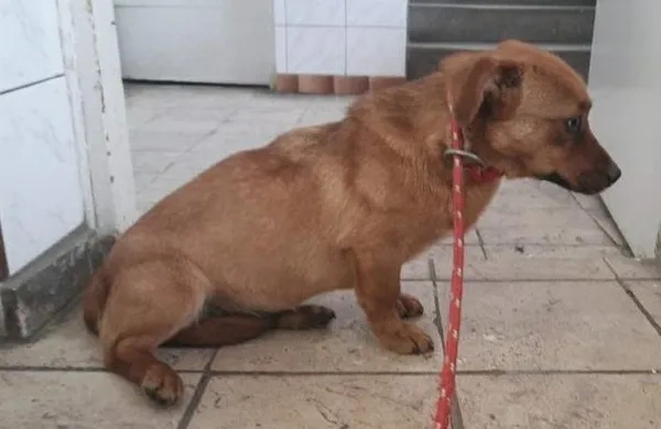 Znaleziono psa, Toruń, 15 marca 2024