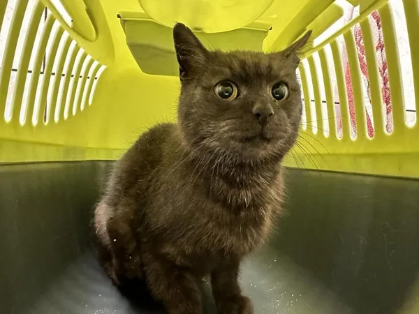 Znaleziono kota, Toruń, 19 marca 2024