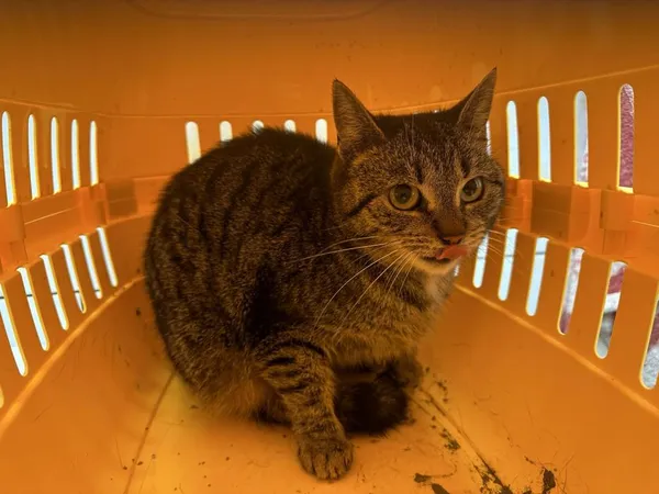 Znaleziono kota, Toruń, 19 marca 2024