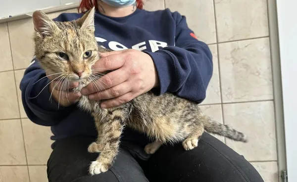 Znaleziono kota, Toruń, 16 marca 2024