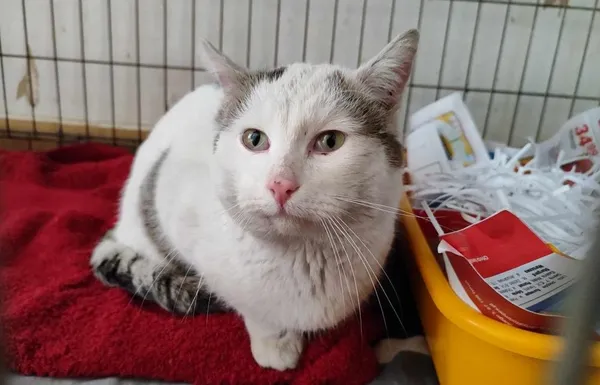 Znaleziono kota, Toruń, 16 marca 2024