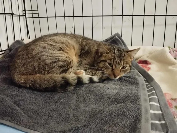 Znaleziono kota, Toruń, 18 marca 2024