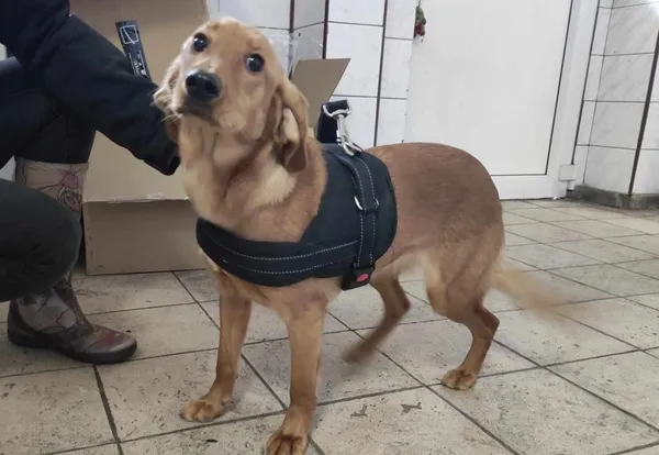 Znaleziono psa, Toruń, 17 marca 2024