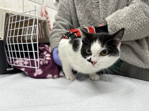 Znaleziono kota, Toruń, 19 marca 2024