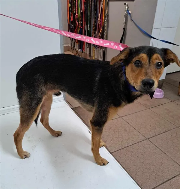 Pies do adopcji, Bytom, 20 marca 2024 (1/2)