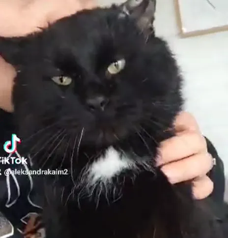 Kot do adopcji, Radom, 20 marca 2024