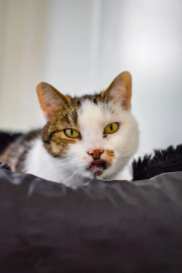 Kot do adopcji, Radom, 14 lipca 2024 (1/3)