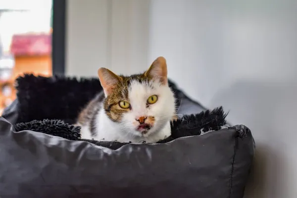 Kot do adopcji, Radom, 14 lipca 2024 (2/3)