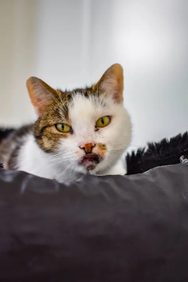 Kot do adopcji, Radom, 14 lipca 2024 (3/3)