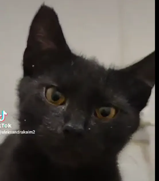 Kot do adopcji, Radom, 20 marca 2024