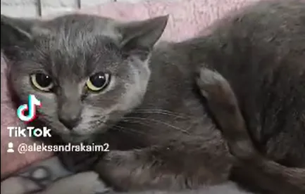 Kot do adopcji, Radom, 20 marca 2024