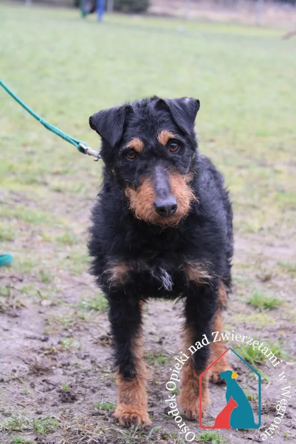 Pies do adopcji, Węgrowo, 28 lutego 2024 (1/5)