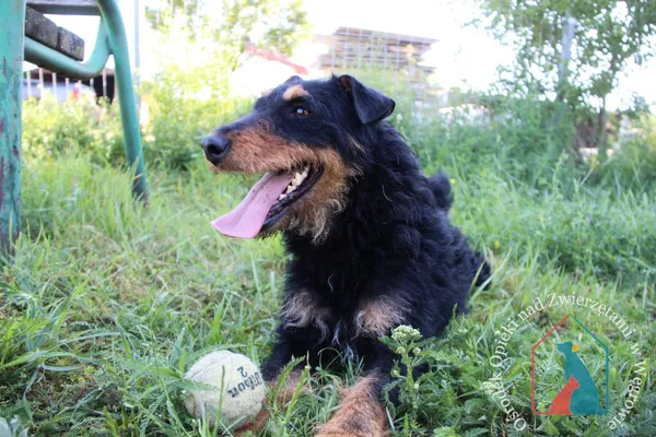 Pies do adopcji, Węgrowo, 28 lutego 2024 (3/5)