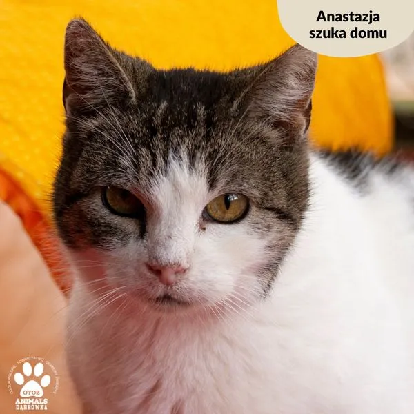 Kot do adopcji, Dąbrówka, 20 marca 2024 (1/5)