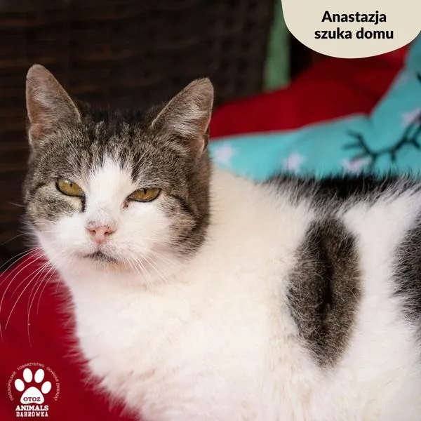 Kot do adopcji, Dąbrówka, 20 marca 2024 (3/5)