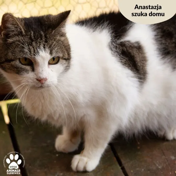 Kot do adopcji, Dąbrówka, 20 marca 2024 (4/5)