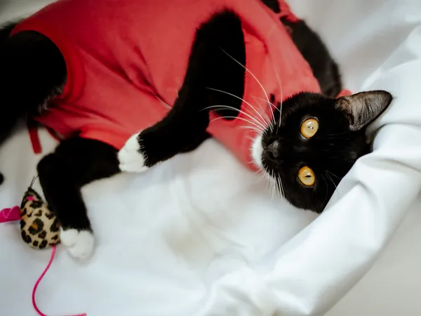 Znaleziono kota, Sosnowiec, 19 marca 2024 (2/5)