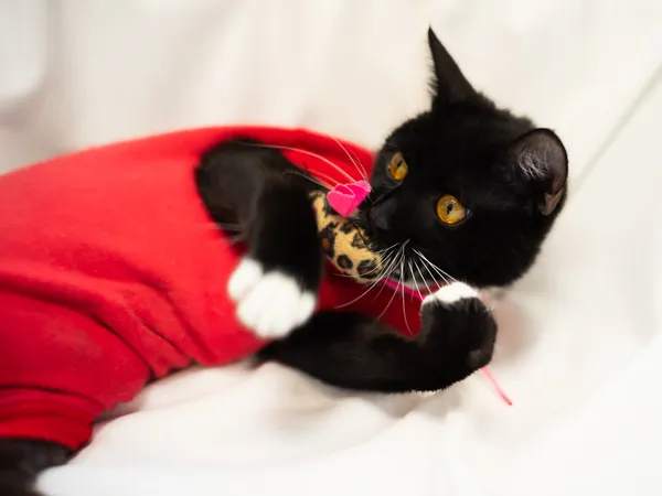 Znaleziono kota, Sosnowiec, 19 marca 2024 (4/5)