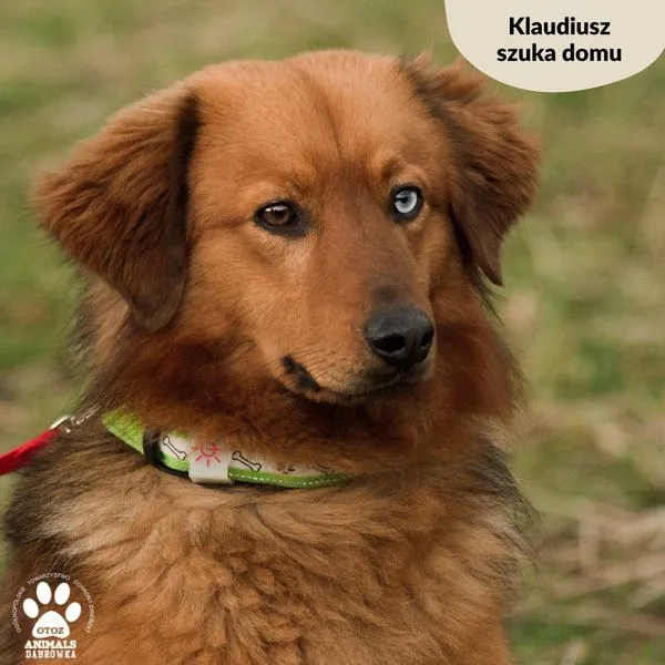 Pies do adopcji, Dąbrówka, 20 marca 2024 (2/5)