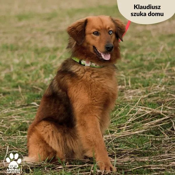 Pies do adopcji, Dąbrówka, 20 marca 2024 (3/5)