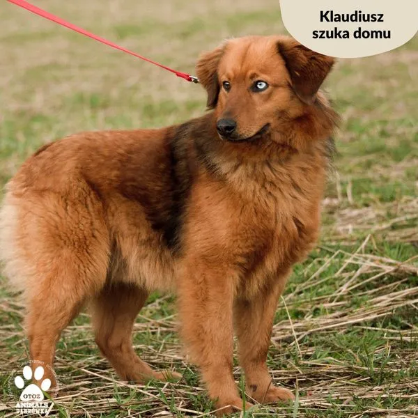 Pies do adopcji, Dąbrówka, 20 marca 2024 (4/5)