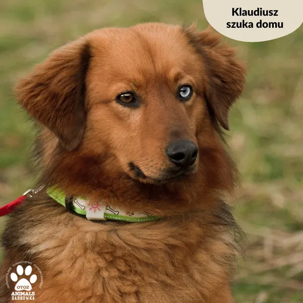 Pies do adopcji, Dąbrówka, 20 marca 2024 (5/5)