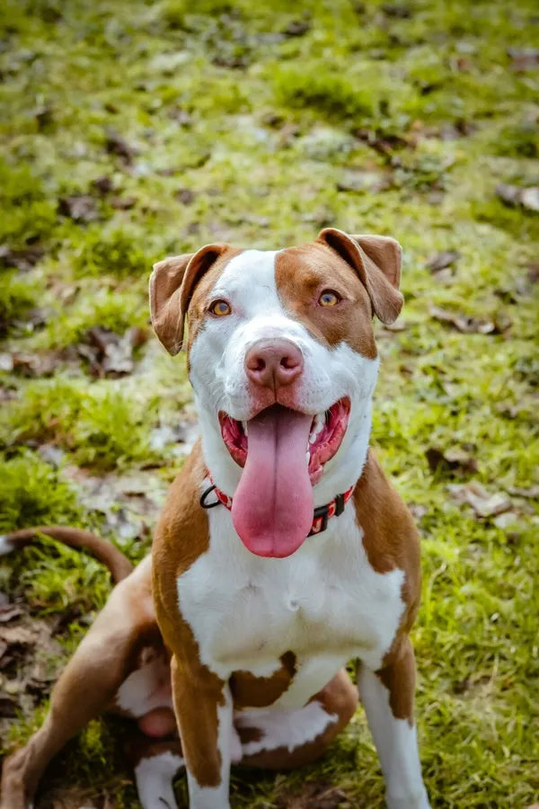 Pies do adopcji, Radom, 20 marca 2024 (1/5)