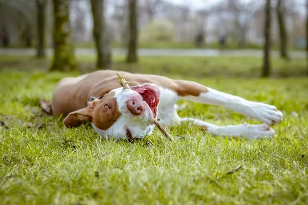 Pies do adopcji, Radom, 20 marca 2024 (2/5)