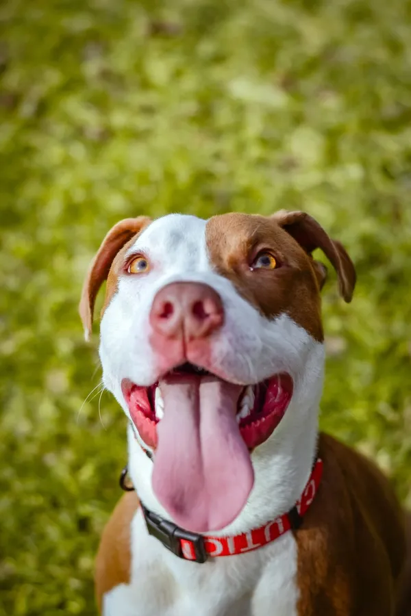 Pies do adopcji, Radom, 20 marca 2024 (3/5)