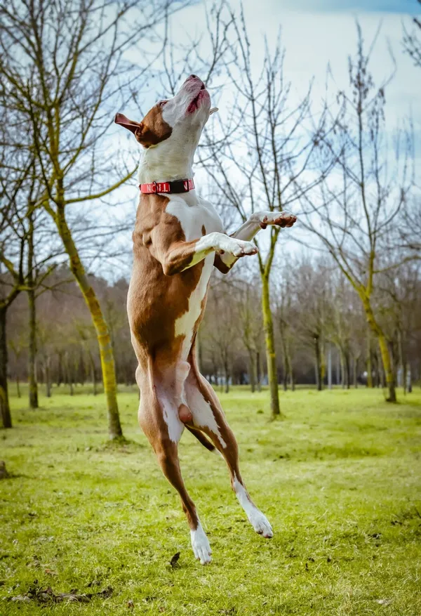 Pies do adopcji, Radom, 20 marca 2024 (5/5)