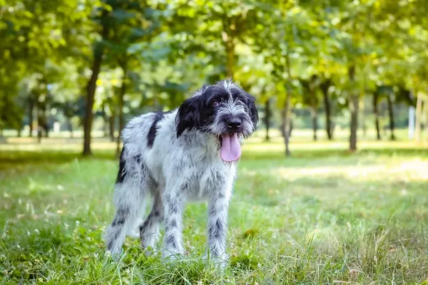 Pies do adopcji, Radom, 21 sierpnia 2024 (3/5)