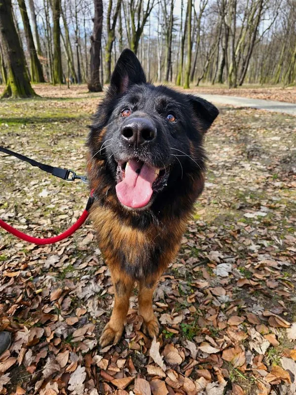 Pies do adopcji, Bytom, 20 marca 2024 (1/3)