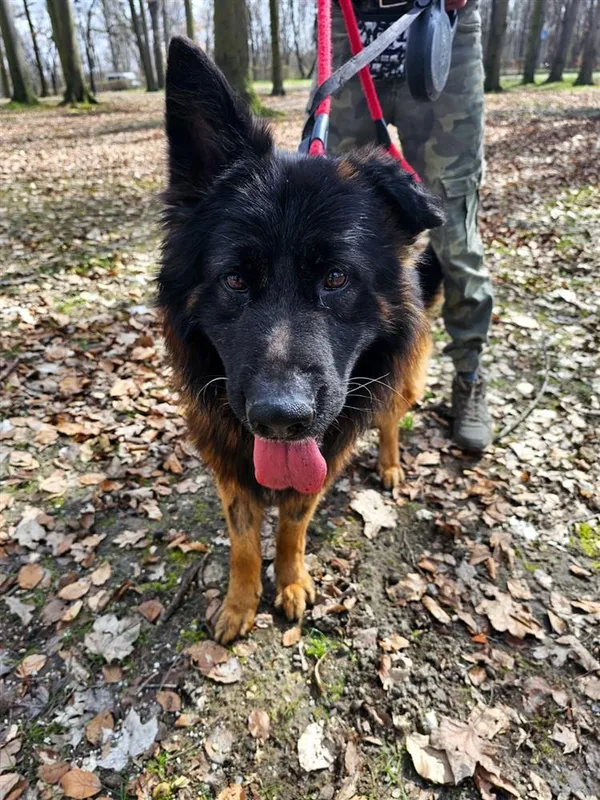 Pies do adopcji, Bytom, 20 marca 2024 (2/3)