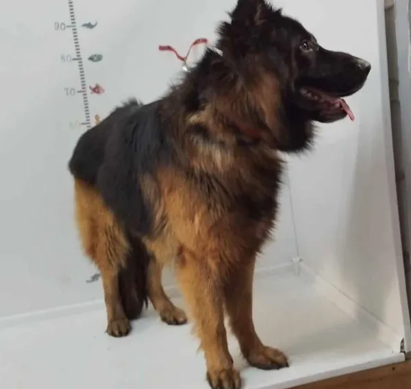 Pies do adopcji, Bytom, 20 marca 2024 (3/3)