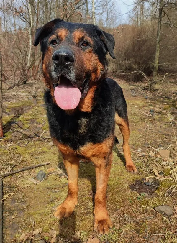 Pies do adopcji, Bytom, 20 marca 2024 (1/4)